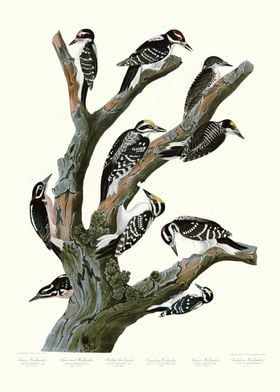  I Marias Woodpecker   