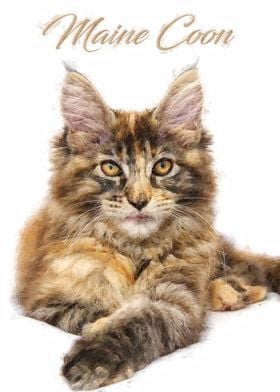 Maine Coon cat