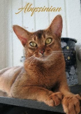 Abyssinian cat