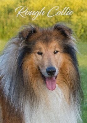 Rough Collie