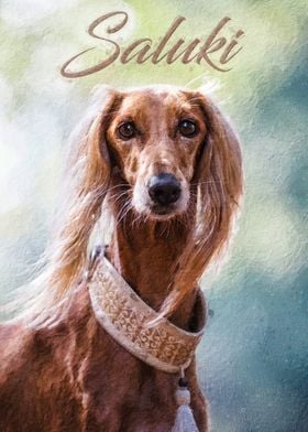 Saluki dog