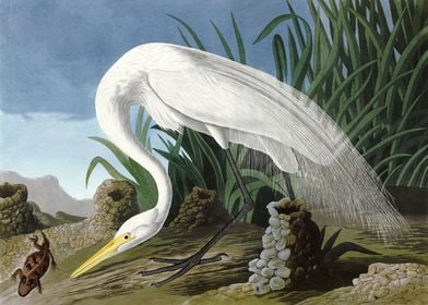 White Heron