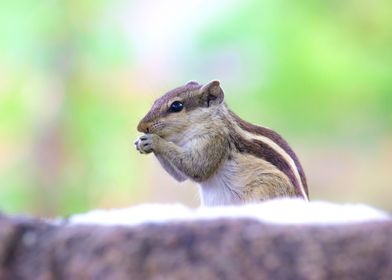 Squirrel on the Rock