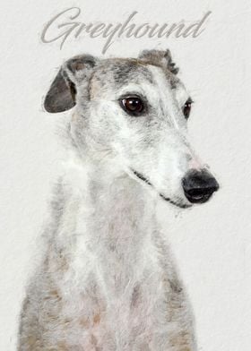 Greyhoud dog