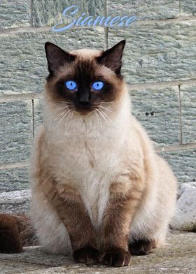 Siamese cat