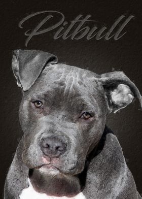 Pitbull dog