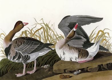 White fronted Goose