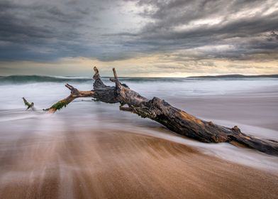 Lonely tree on the beach