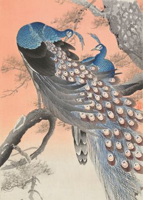 Ohara Konso Peacocks