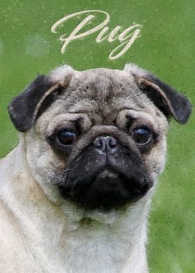 Pug