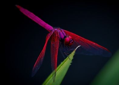 red dragonfly