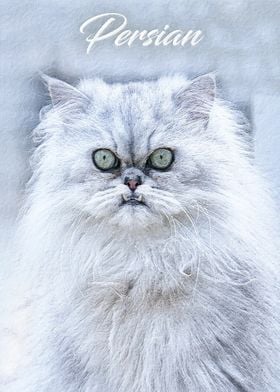 Persian cat