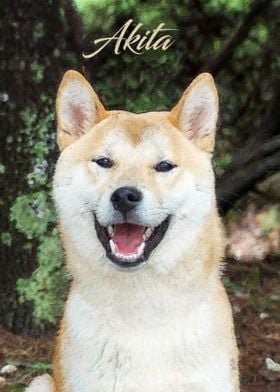 Akita dog