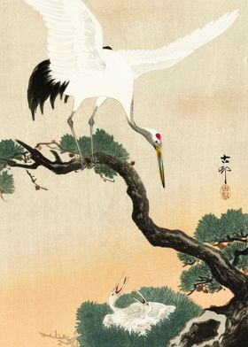 Ohara Konso Bird Feeding