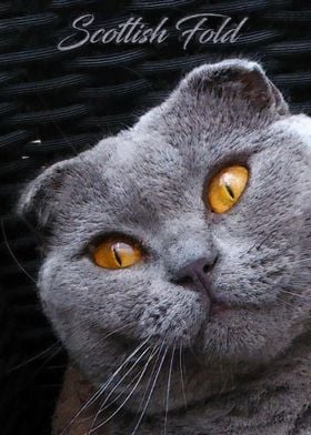 Scottish fold cat