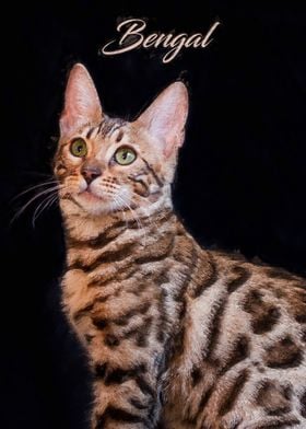 Bengal cat