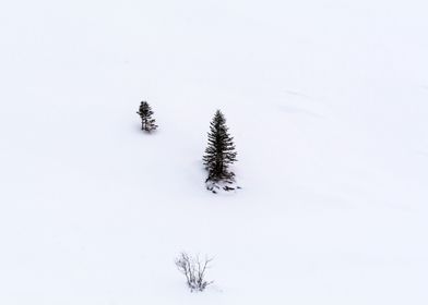 Lonely Trees