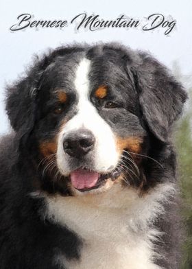 Bernese Mountain Dog