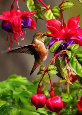 hummingbird