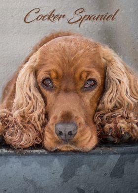 Cocker Spaniel