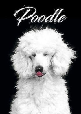 Poodle dog