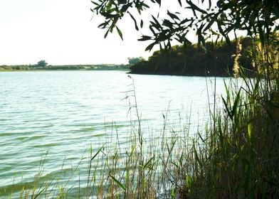 Grass by lake