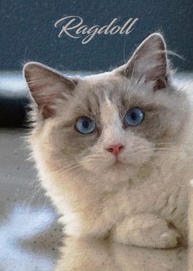 Ragdoll cat