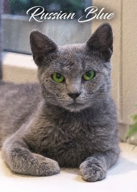 Russian blue cat