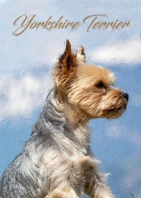 Yorkshire Terrier