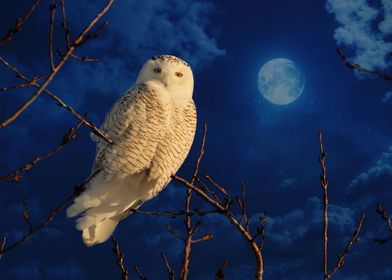 The Owl and mystical moon