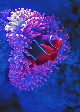 Striped goldfish and coral