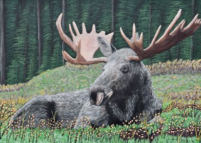Moose in the Forest