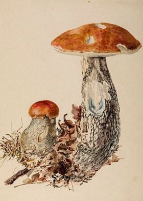 Mushrooms Vintage art