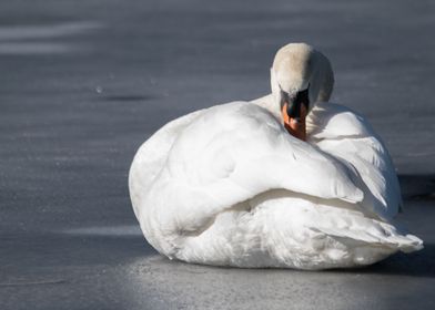 Grooming Swan