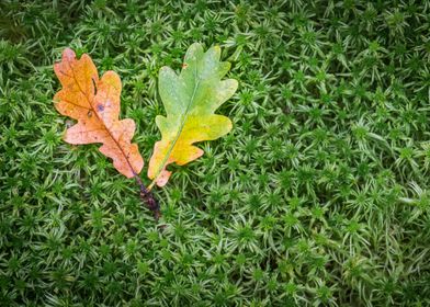 The moss and oak leaves