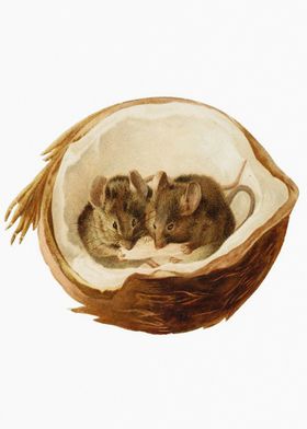 Mice in a coconut