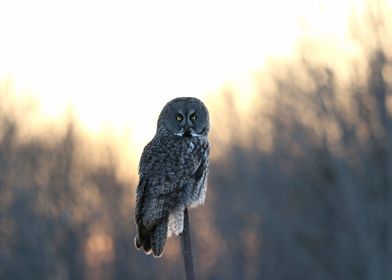 Great gray owl sunset