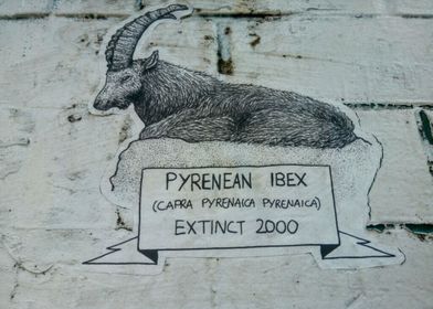 Pyrenean Ibex Extint