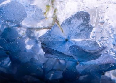 Hydrangea in ice 1