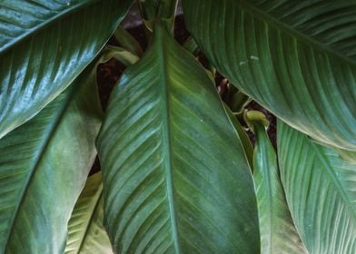 tropical foliage