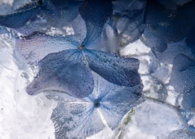 Hydrangea in ice 2