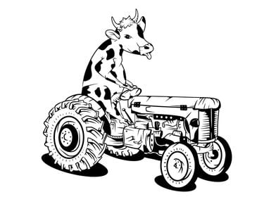 Cow on a tractor