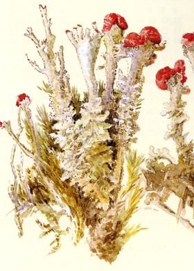 Fungi by Beatrix Potter
