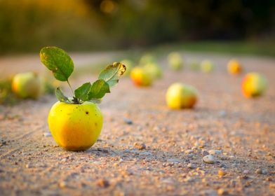 Apples on the road