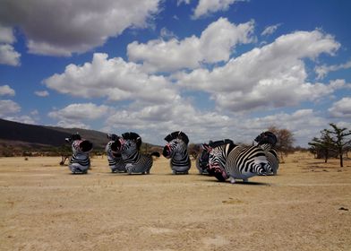 Wild life in Tanzania