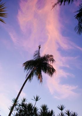 Palm Trees at Dusk