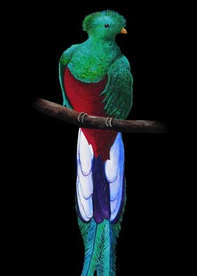 Quetzal