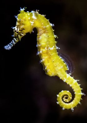 Seahorse