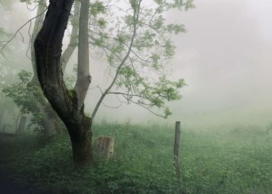 Forest Morning Mist 4
