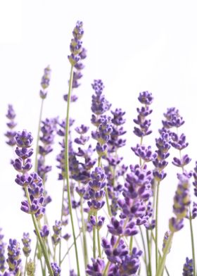 Flower Dream-preview-1